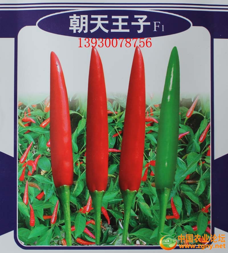 2、朝天王子.jpg