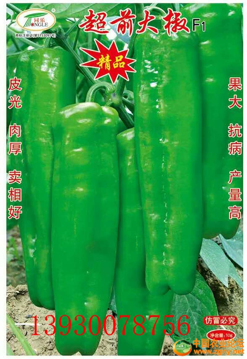 14、超前大椒.jpg