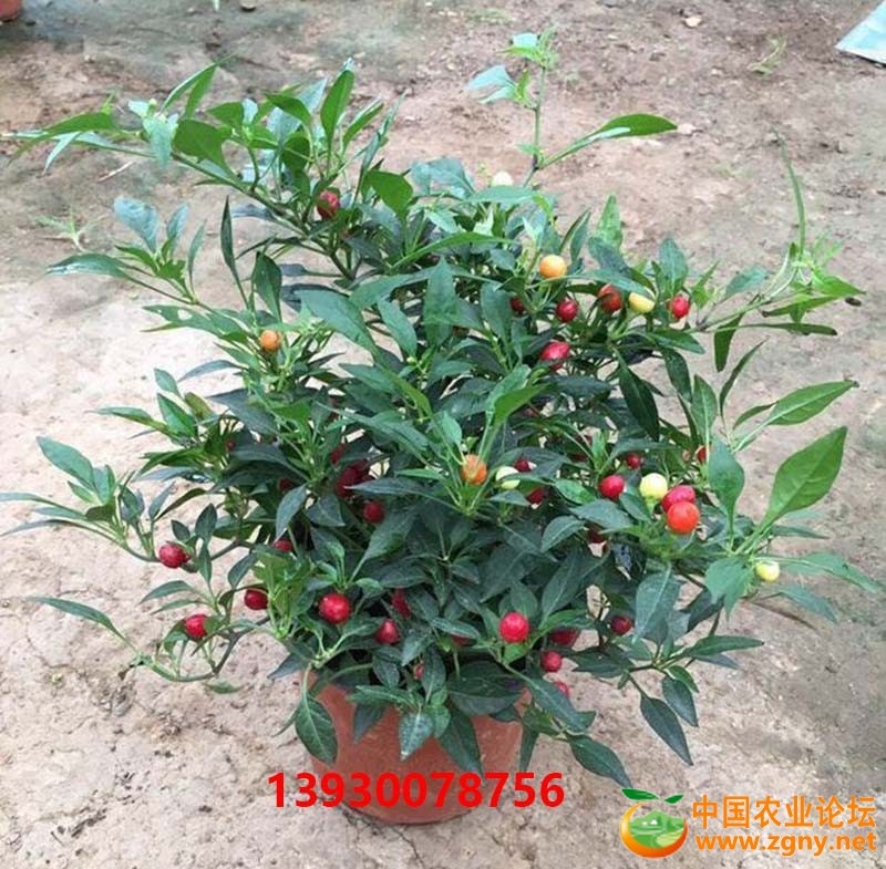 24、观赏椒.jpg