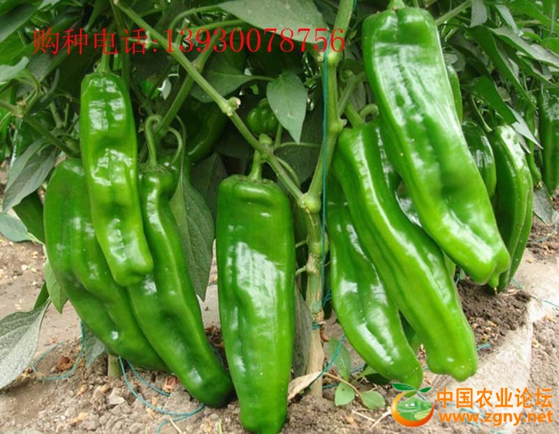 5、超前大椒.jpg