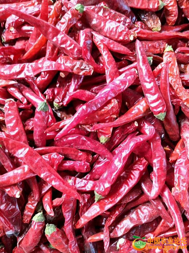 8、泰辣819干辣椒.jpg