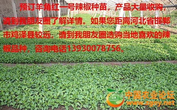 辣椒苗 (7).JPG