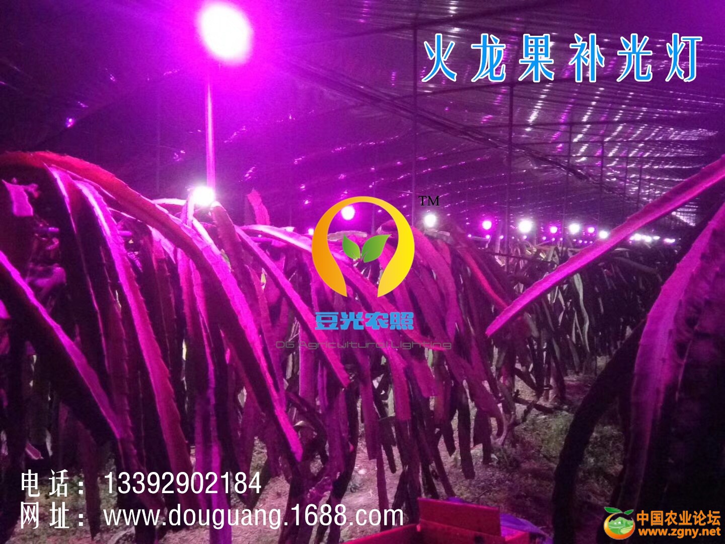 火龙果补光网宣图02.jpg