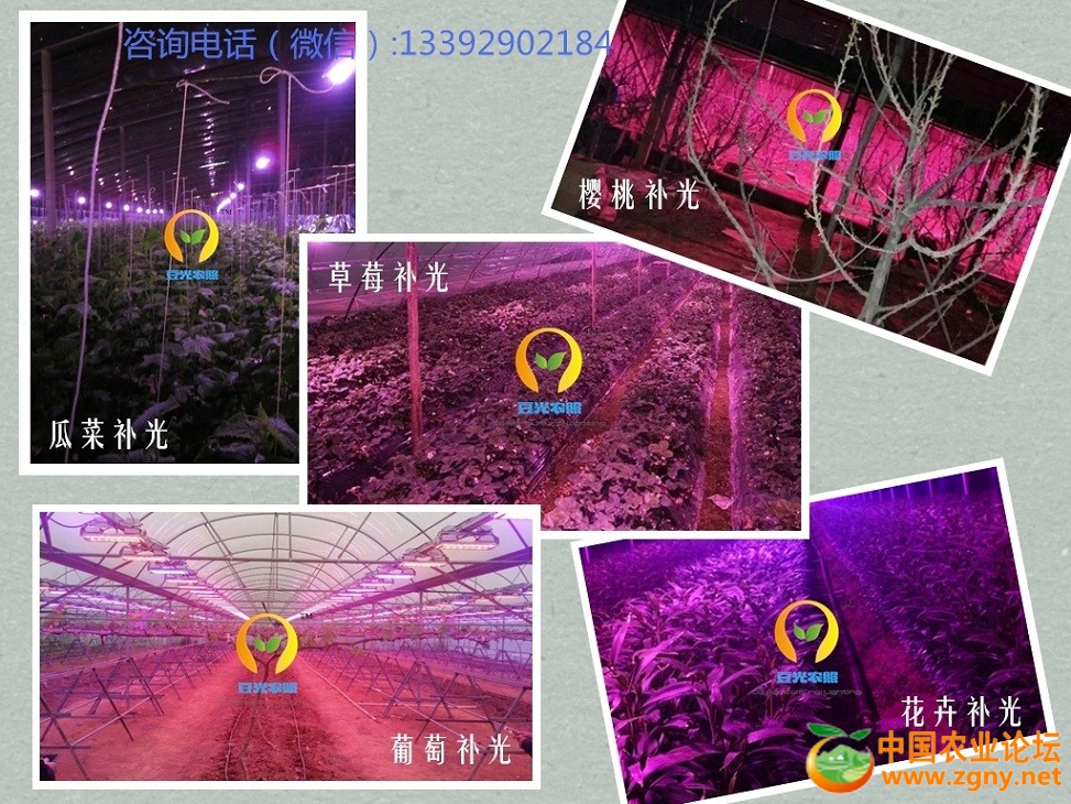 D各种作物的补光（有电话）.jpg
