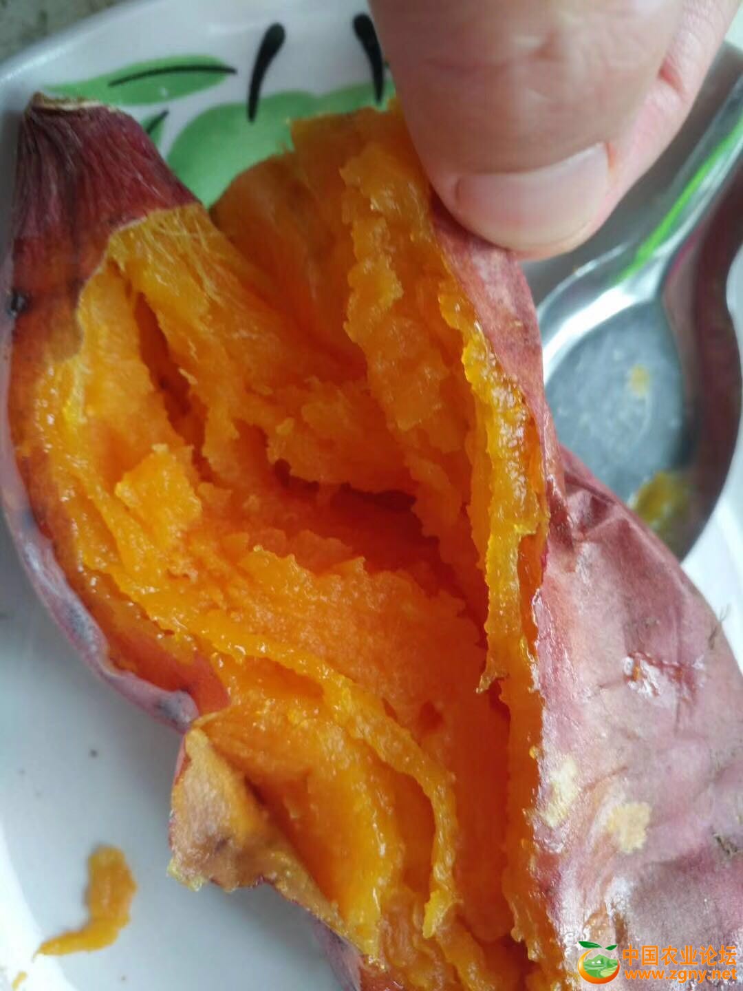 糖心蜜薯