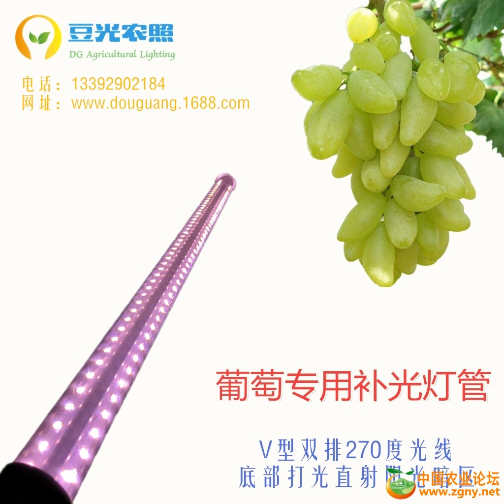 葡萄灯管首页_副本.jpg