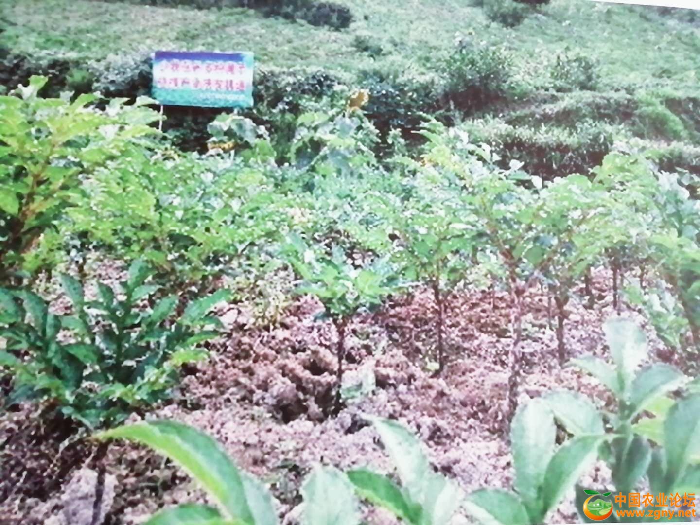种植基地