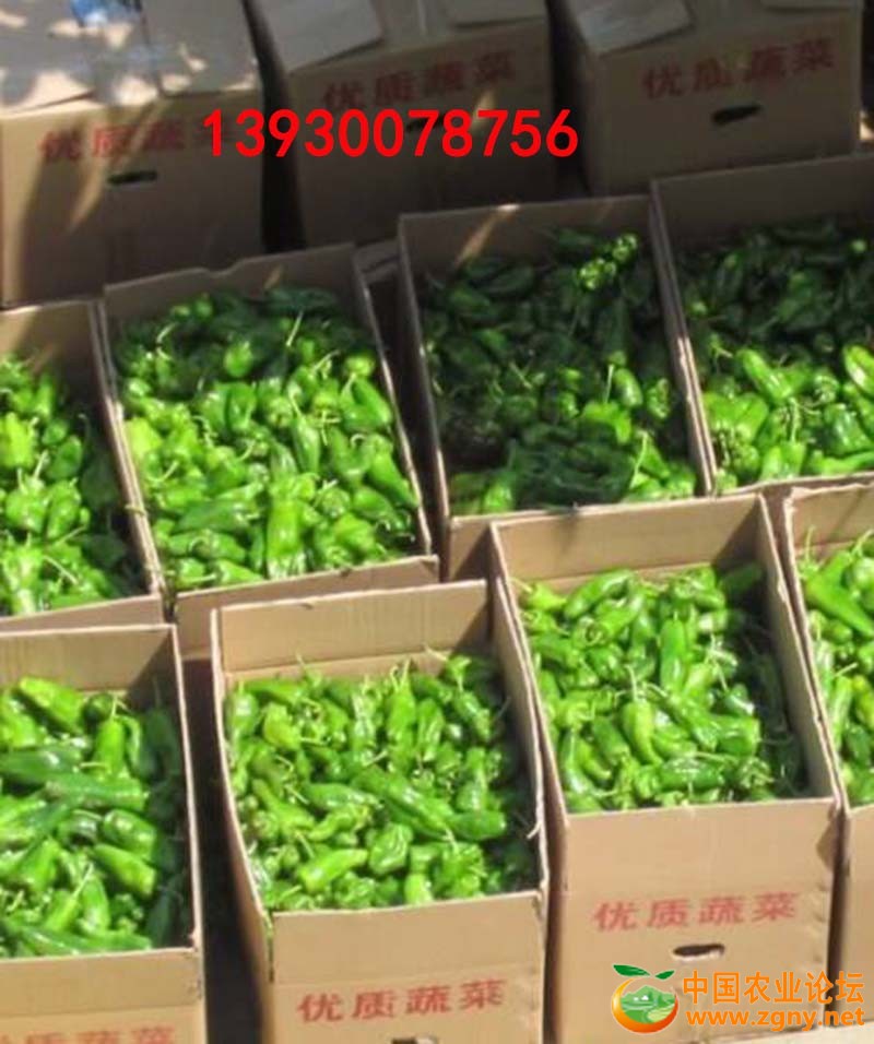 6、薄皮之王.jpg