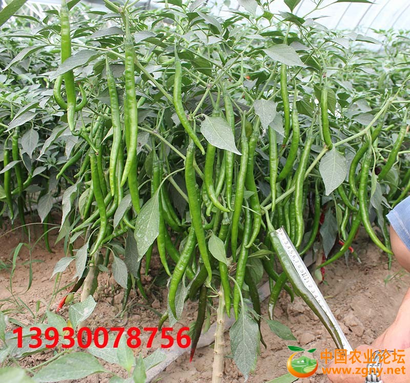3、辣丰三号长度 - 副本.JPG