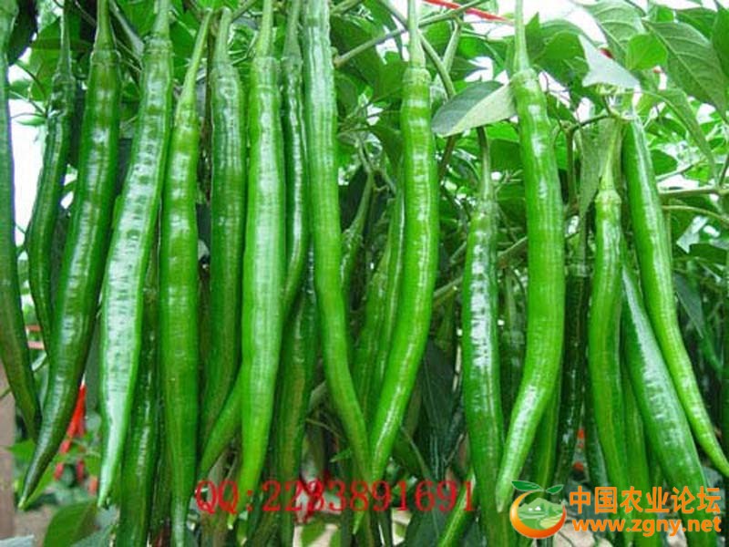 5、辣椒三号绿果.jpg