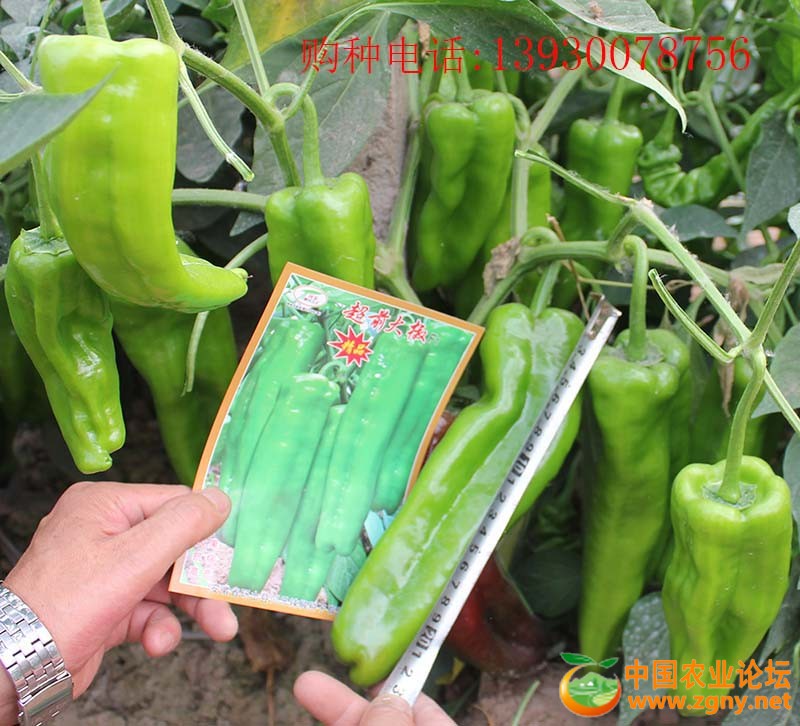 3、超前大椒长度.JPG