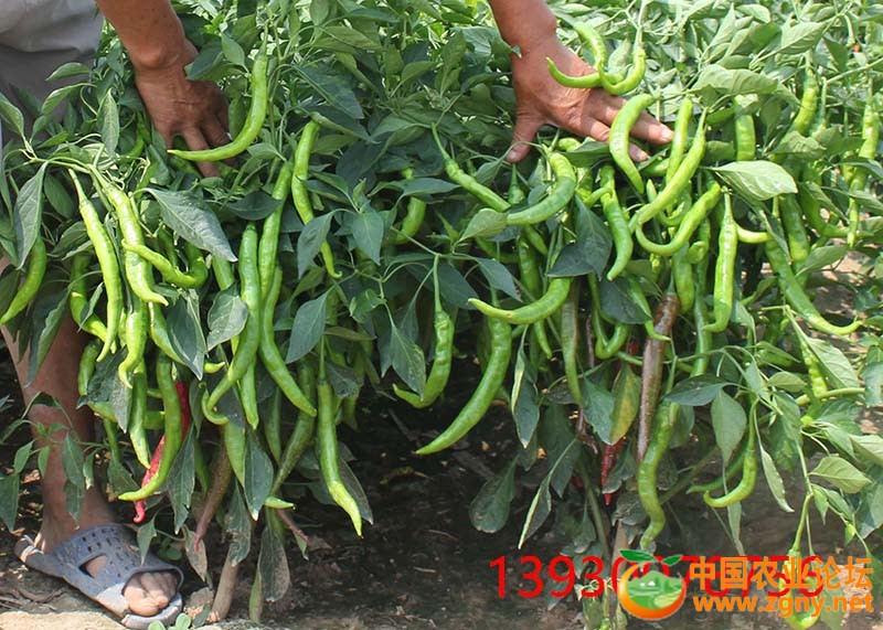 3、羊角红青椒期.JPG