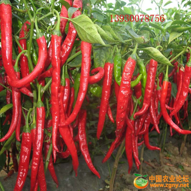 2、羊角红.jpg