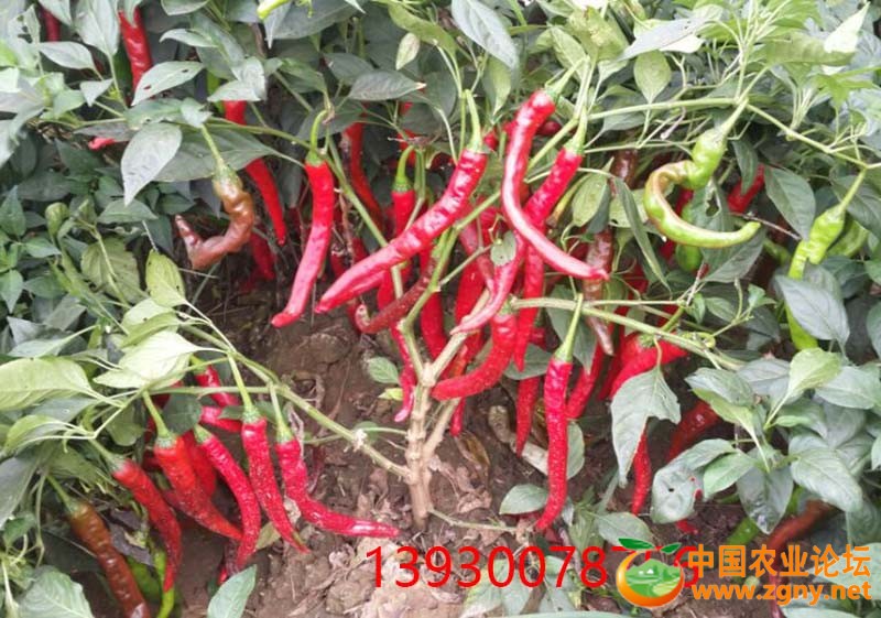 5、单株变现.jpg