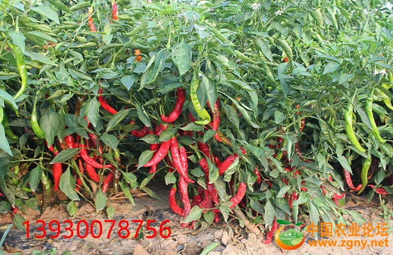 8、羊角红长势.JPG