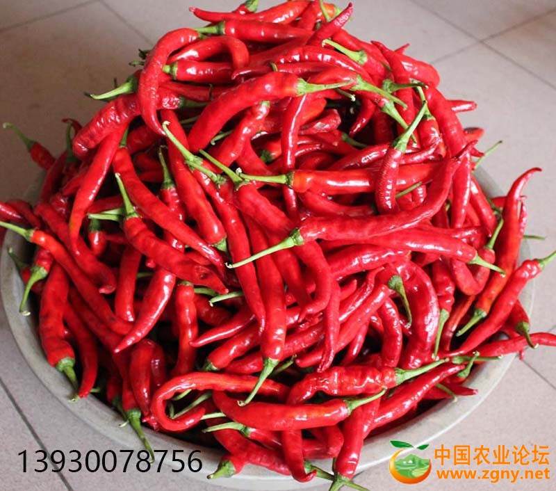 15、羊角椒果实.JPG
